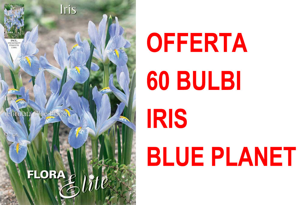OFFERTA 60 BULBI IRIS RETICULATA BLUE PLANET