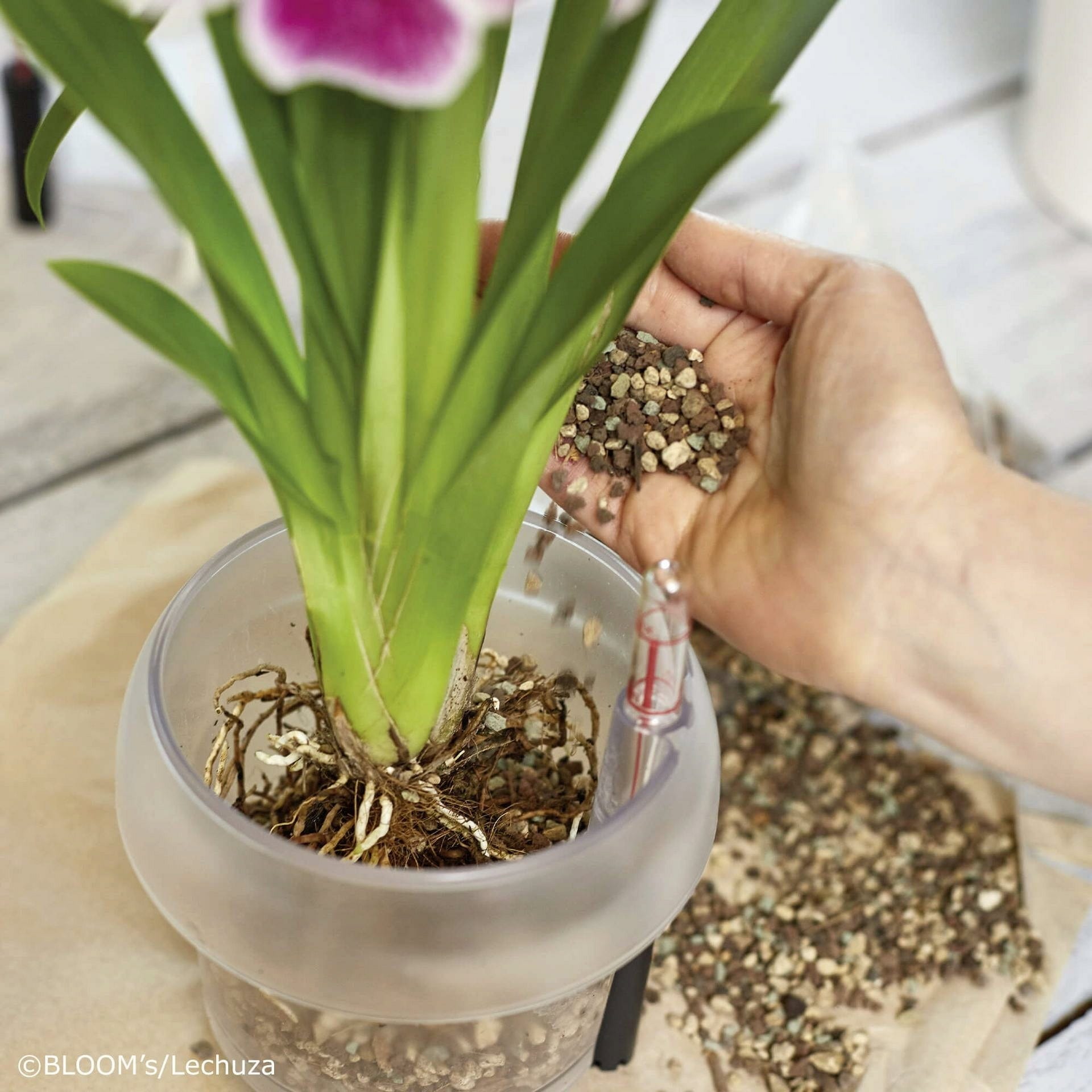 Substrato Biologico Senza Torba per Orchidee ORCHIDPON 3 Litri LECHUZA