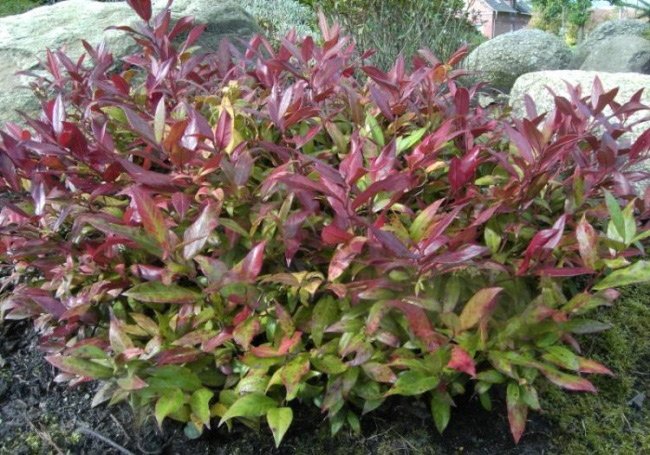 LEUCOTHOE SCARLETTA VASO 17CM