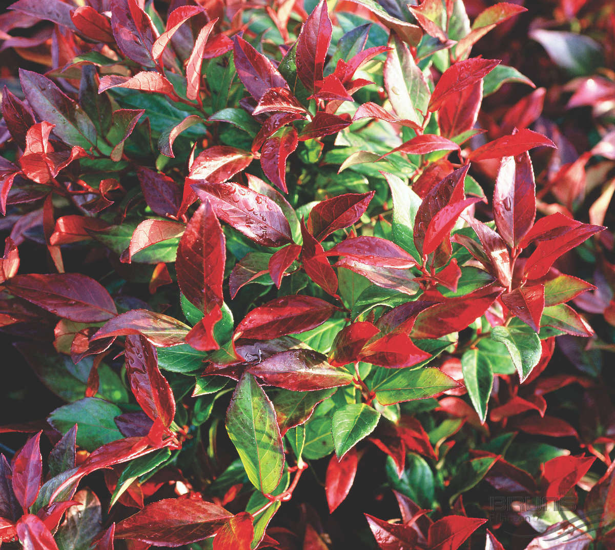 LEUCOTHOE SCARLETTA (1 PIANTA)