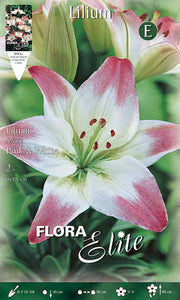 LILIUM ASIATICI ROSA & BIANCO (CONFEZIONE DA 2 BULBI)