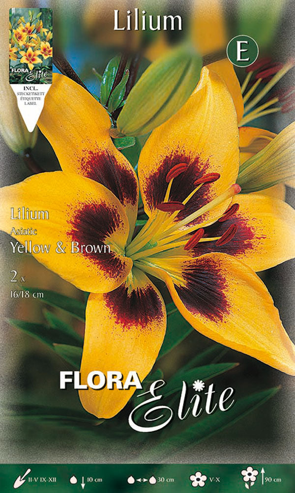 OFFERTA 14 BULBI LILIUM ASIATICI GIALLO & MARRONE