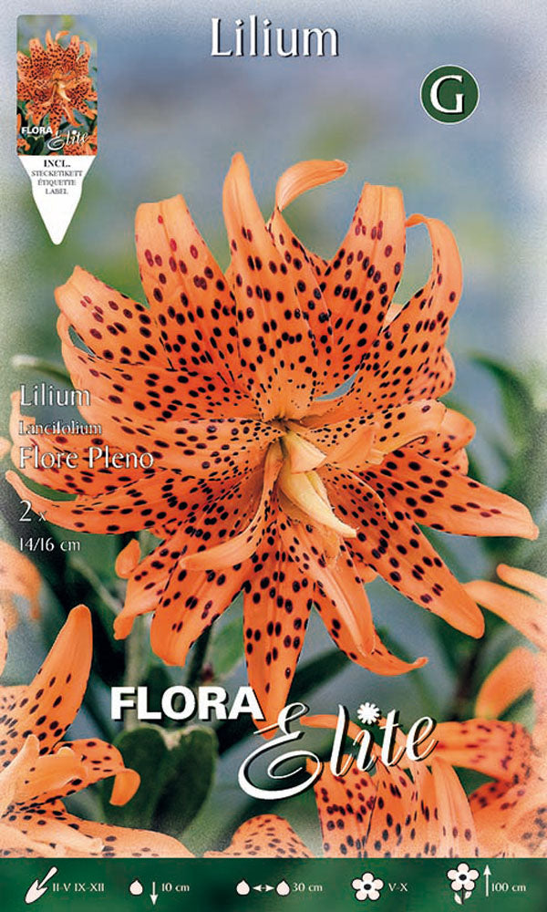 OFFERTA 14 BULBI LILIUM LANCIFOLIUM FLORE PLENO
