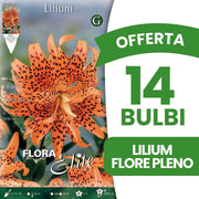 OFFERTA 14 BULBI LILIUM LANCIFOLIUM FLORE PLENO