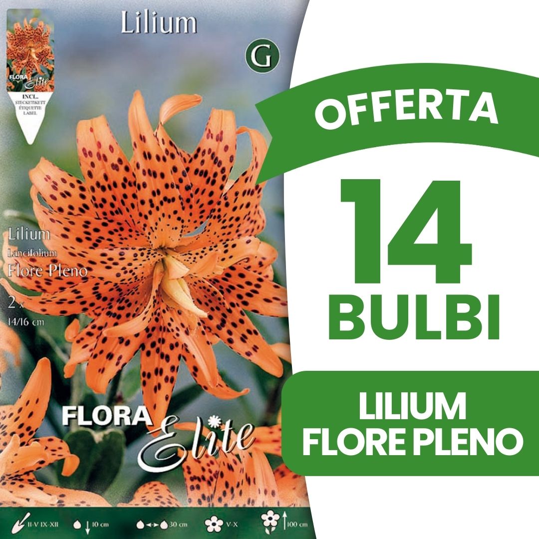 OFFERTA 14 BULBI LILIUM LANCIFOLIUM FLORE PLENO