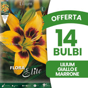 OFFERTA 14 BULBI LILIUM ASIATICI GIALLO & MARRONE