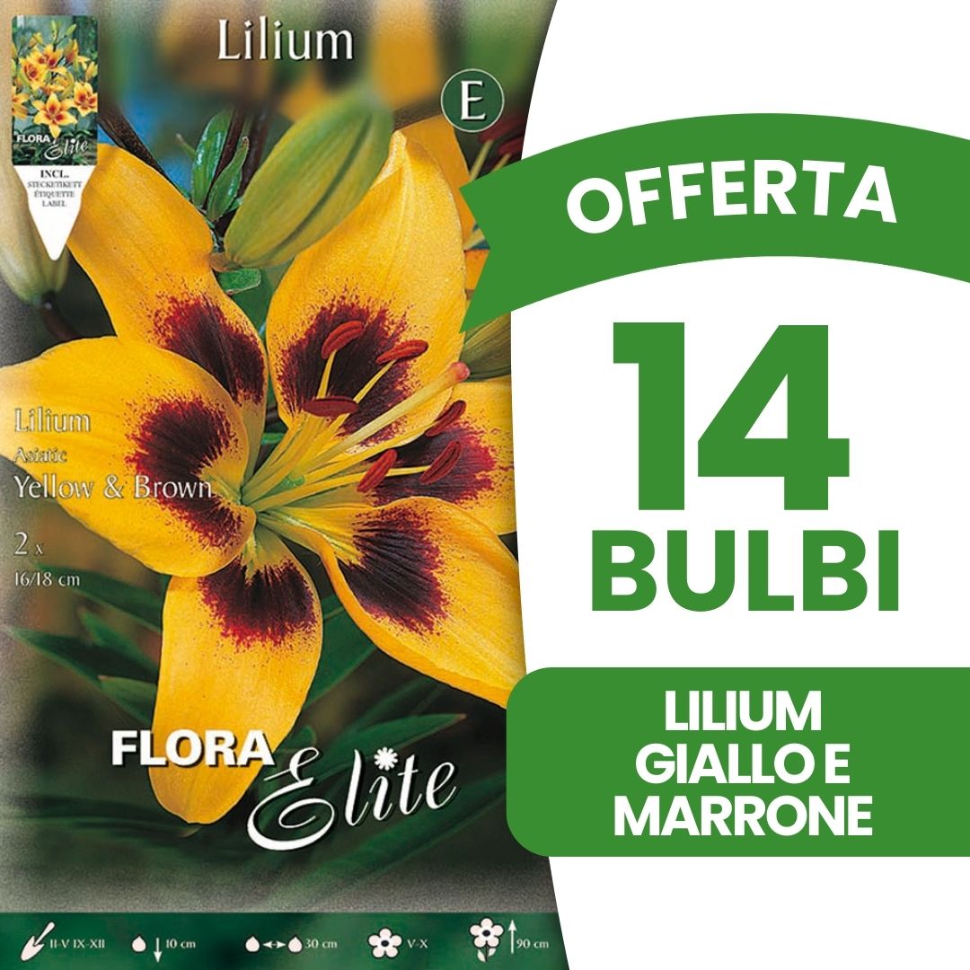 OFFERTA 14 BULBI LILIUM ASIATICI GIALLO & MARRONE