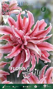 LILIUM ORIENTAL MAGIC STAR DOPPELBLUME (2ER-PACKUNG)