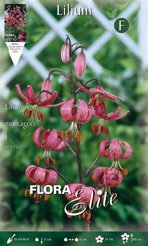 LILIUM MARTAGON (CONFEZIONE DA 1 BULBO)