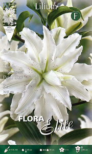 Lilium Oriental Polar Star, gefüllte Blüte (2er-Packung)