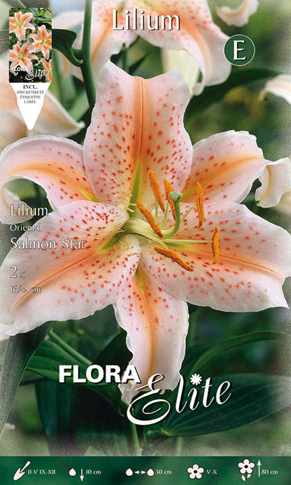 OFFERTA 30 BULBI LILIUM ORIENTAL SALMON STAR