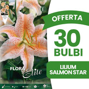 OFFERTA 30 BULBI LILIUM ORIENTAL SALMON STAR