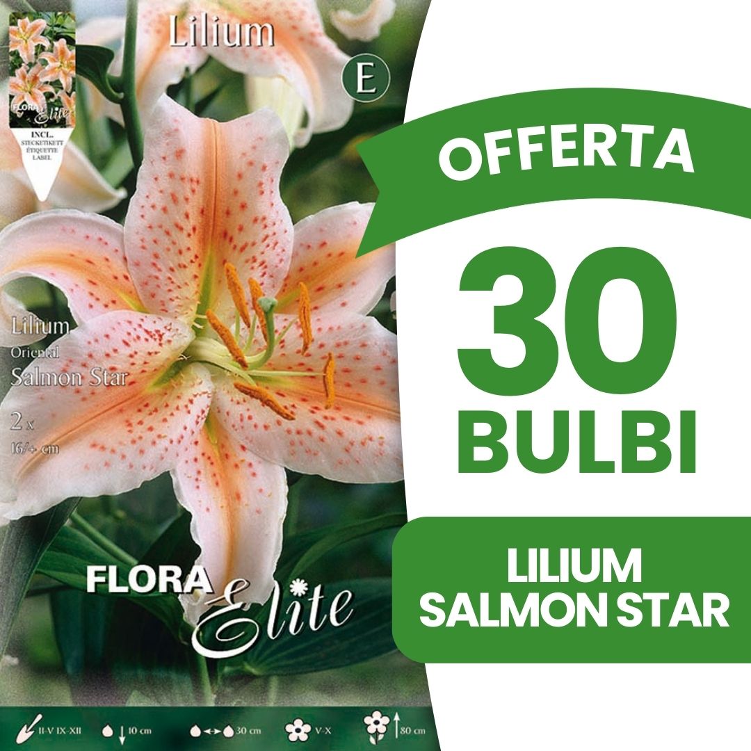OFFERTA 30 BULBI LILIUM ORIENTAL SALMON STAR