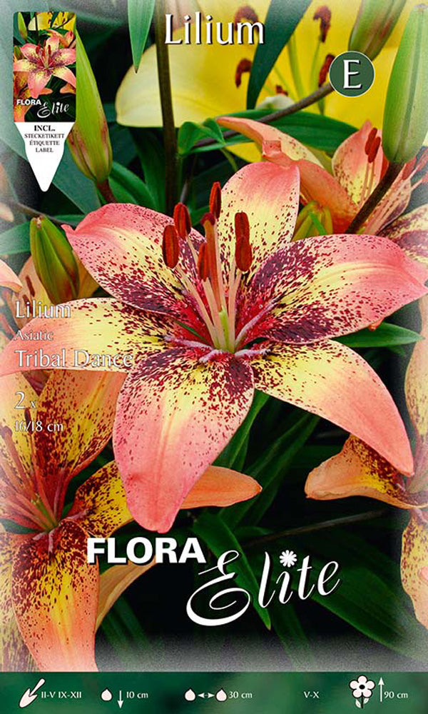 OFFERTA 14 BULBI LILIUM ASIATICI TRIBAL DANCE