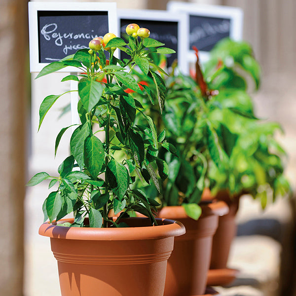 VASO LINEA MEDITERRANEO 18CM COLORE A SCELTA