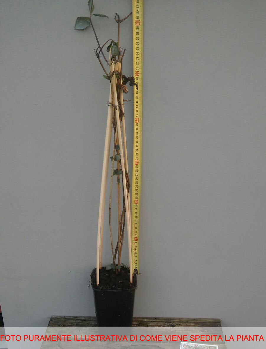 LONICERA CAPRIFOGLIO TELLMANNIANA VASO 17CM