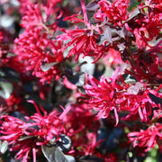 LOROPETALUM GORGEOUS VASO 22CM