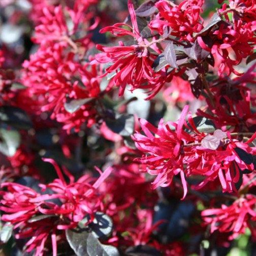 LOROPETALUM GORGEOUS VASO 22CM