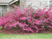 LOROPETALUM VASO 20CM