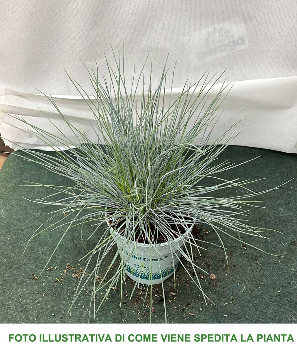3 PIANTE DI  FESTUCA GLAUCA COMPACTA BLU VASO 10CM