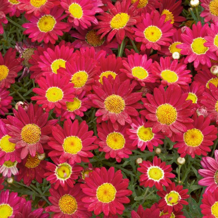 MARGHERITA COLORE ASSORTITO IN VASO 14CM