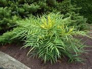 MAHONIA JAPONICA SOFT CARESS VASO 18CM