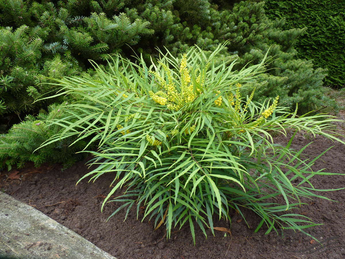 MAHONIA JAPONICA SOFT CARESS VASO 17CM
