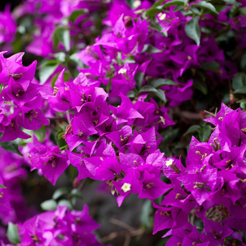 BOUGAINVILLEA SANDERIANA GLABRA VASO 14CM
