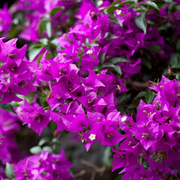 BOUGAINVILLEA SANDERIANA GLABRA H95CM