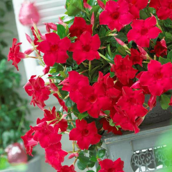 DIPLADENIA COLORE ASSORTITO VASO BASKET 18CM