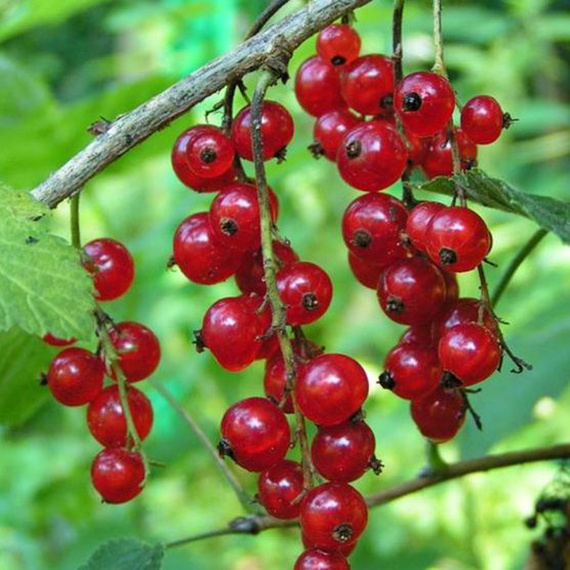 RIBES ROSSO TARDIVO VASO 18CM