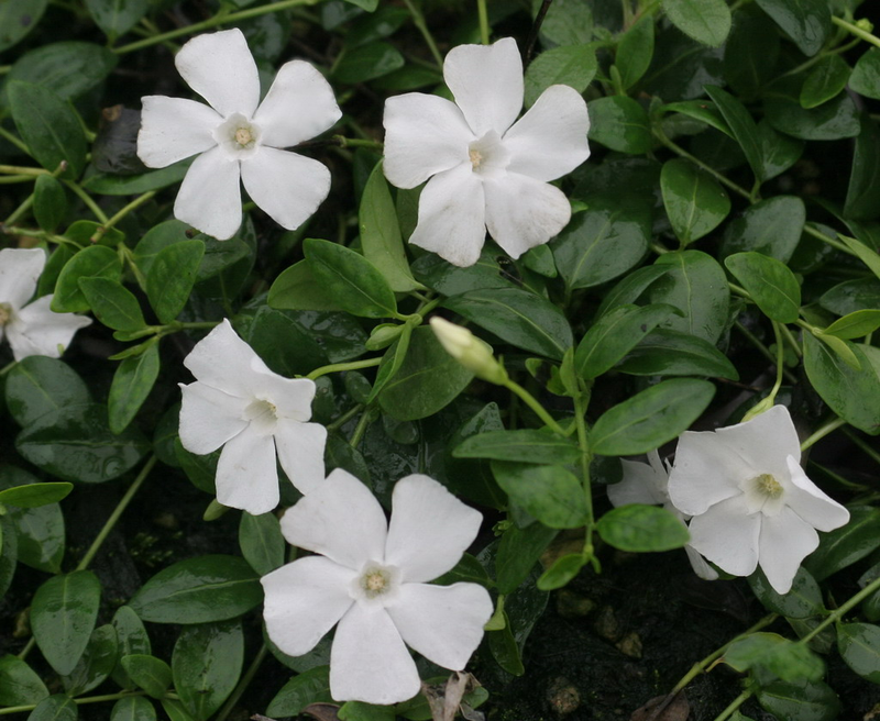 VINCA MINOR GERTRUDE JEKYLL VASO 17CM
