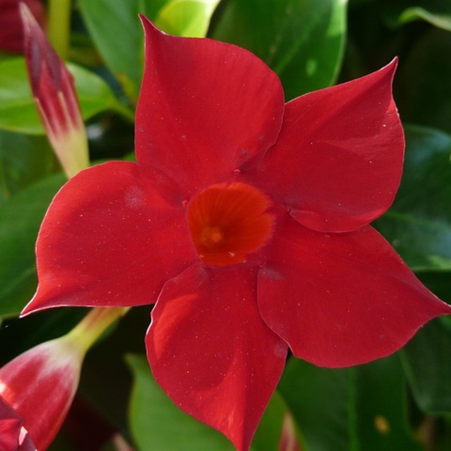 Dipladenia Rossa Con Spalliera in vaso da 18cm