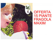 OFFERTA 15 PIANTE FRAGOLA MAXIM