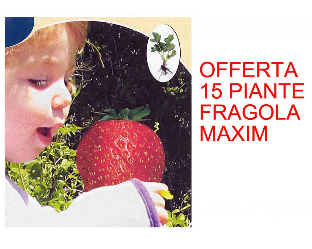 OFFERTA 15 PIANTE FRAGOLA MAXIM