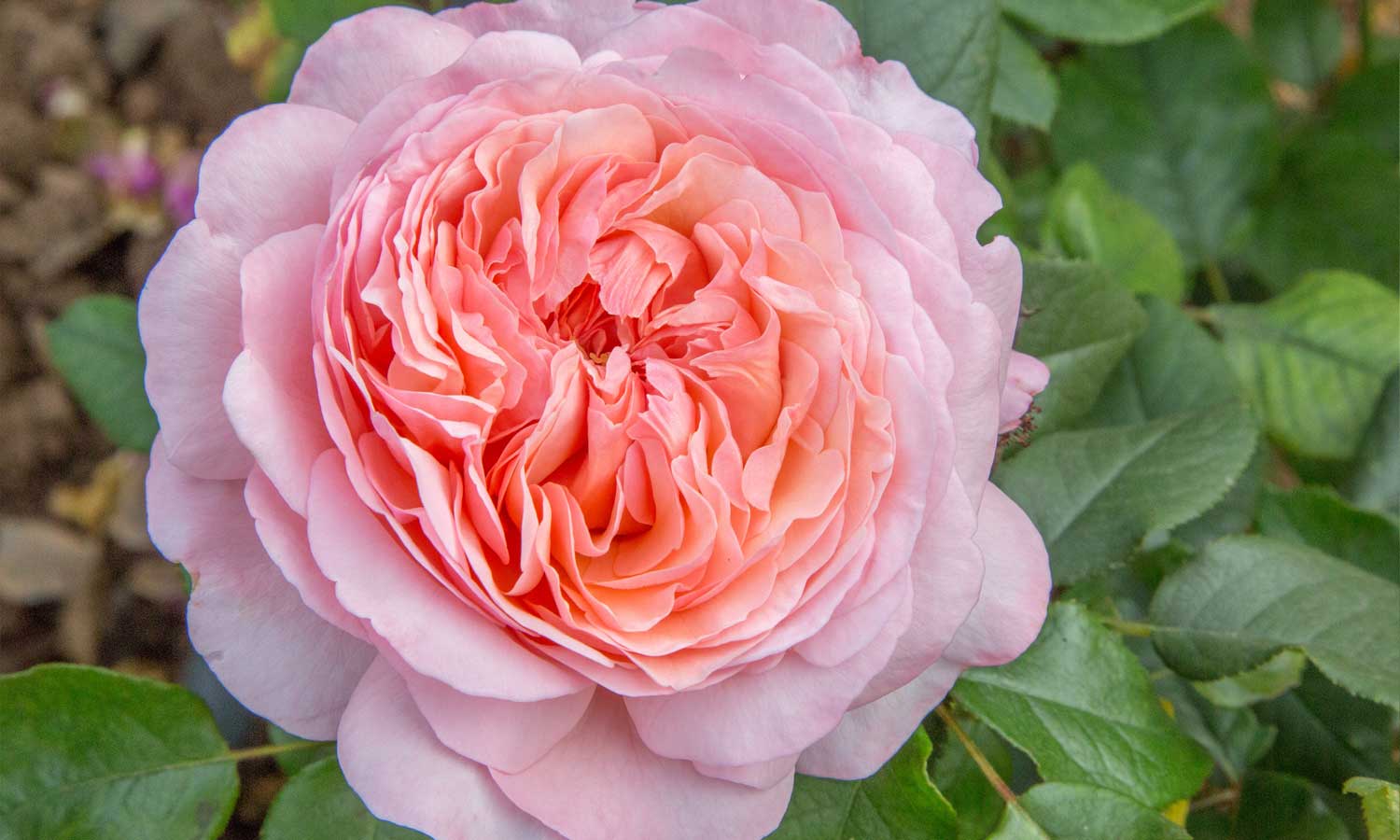 ROSA JEAN DE LA FONTAINE ROMANTICA