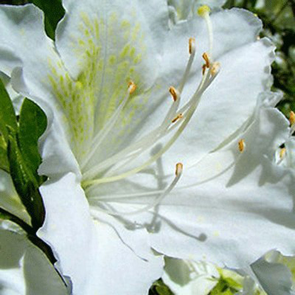 AZALEA JAPONICA RUSTICA MEME VASO 18CM