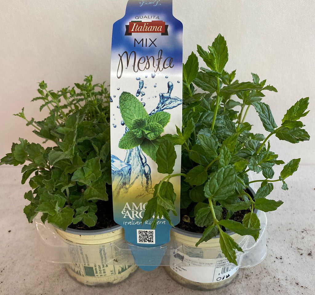 MIX 4 PIANTE MENTA MIX VASO 9CM
