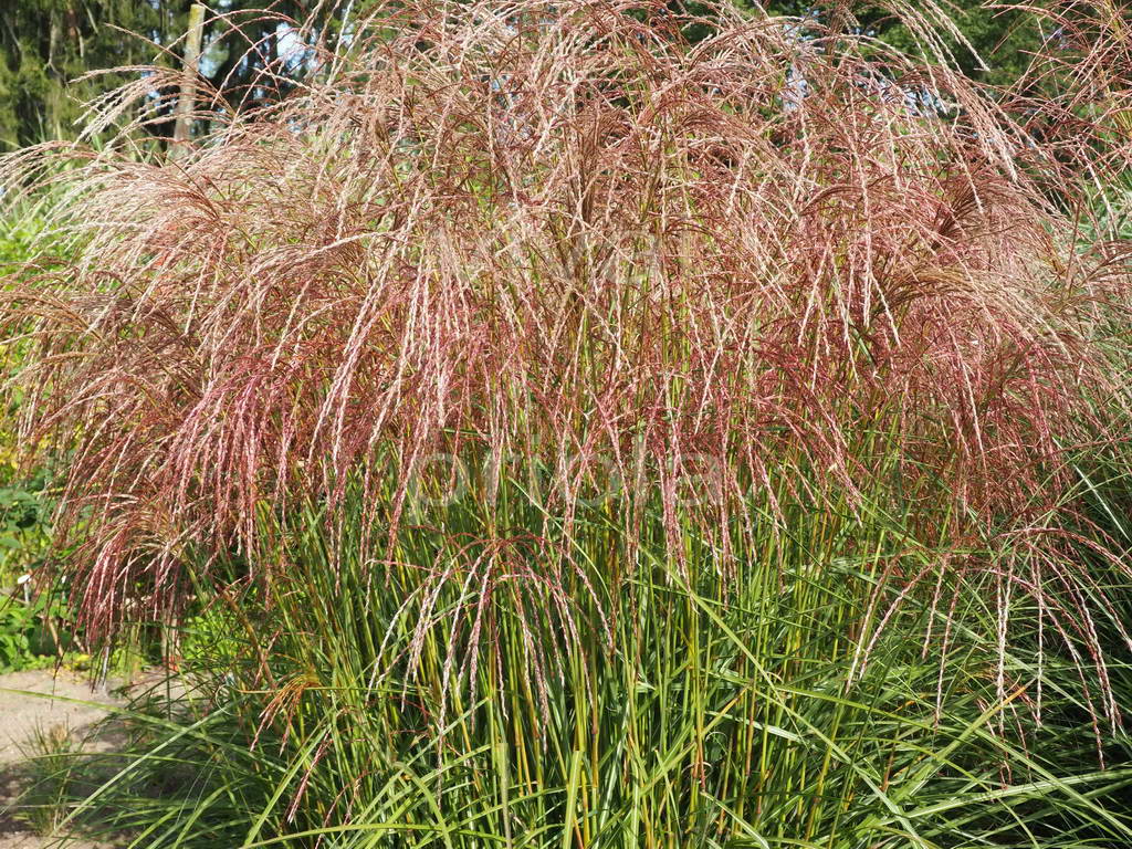 MISCANTHUS SINENSIS FLAMINGO VASO 19CM