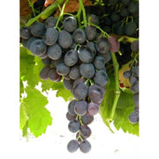 UVA DA TAVOLA MICHELE PALIERI IN VASO 12CM