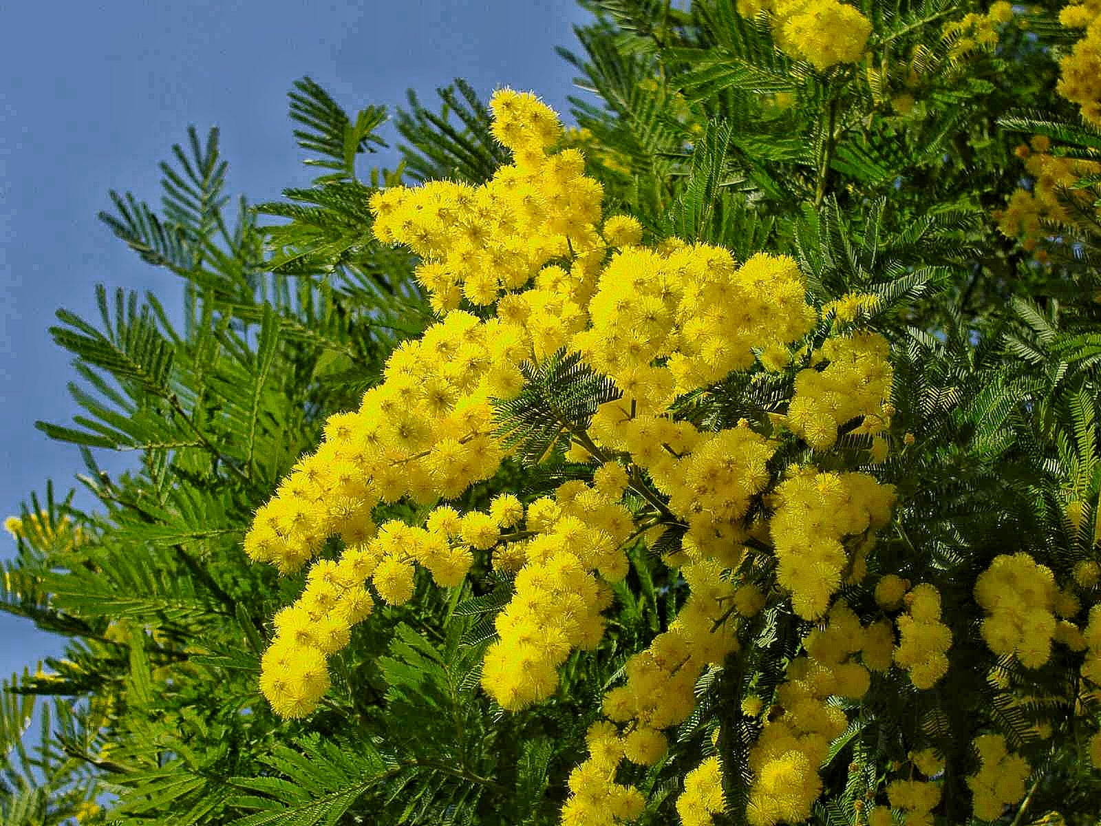 MIMOSA ACACIA DEALBATA IN VASO 15CM H40CM