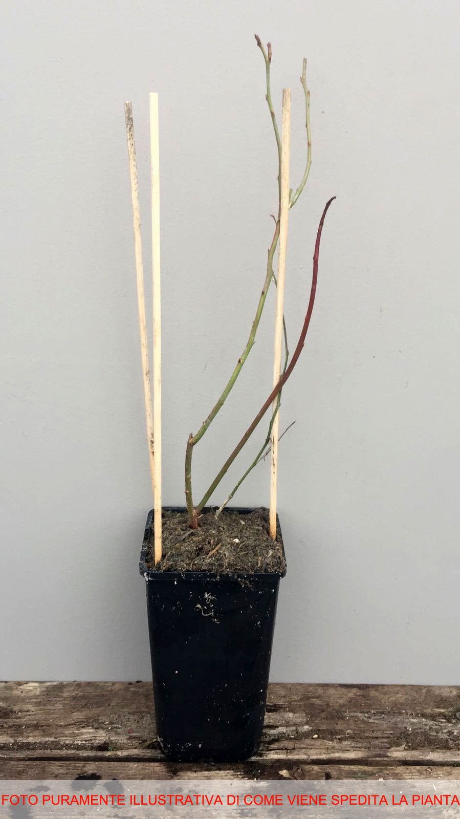 MIRTILLO AMERICANO GIGANTE DUKE (1 PIANTA)