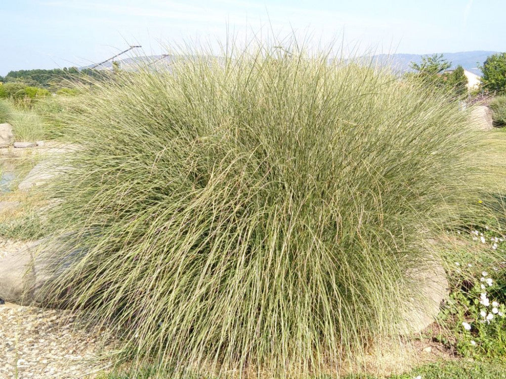 MISCANTHUS SINENSINS MORNING LIGHT VASO 17CM