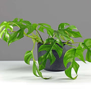 MONSTERA MINIMA VASO 12CM