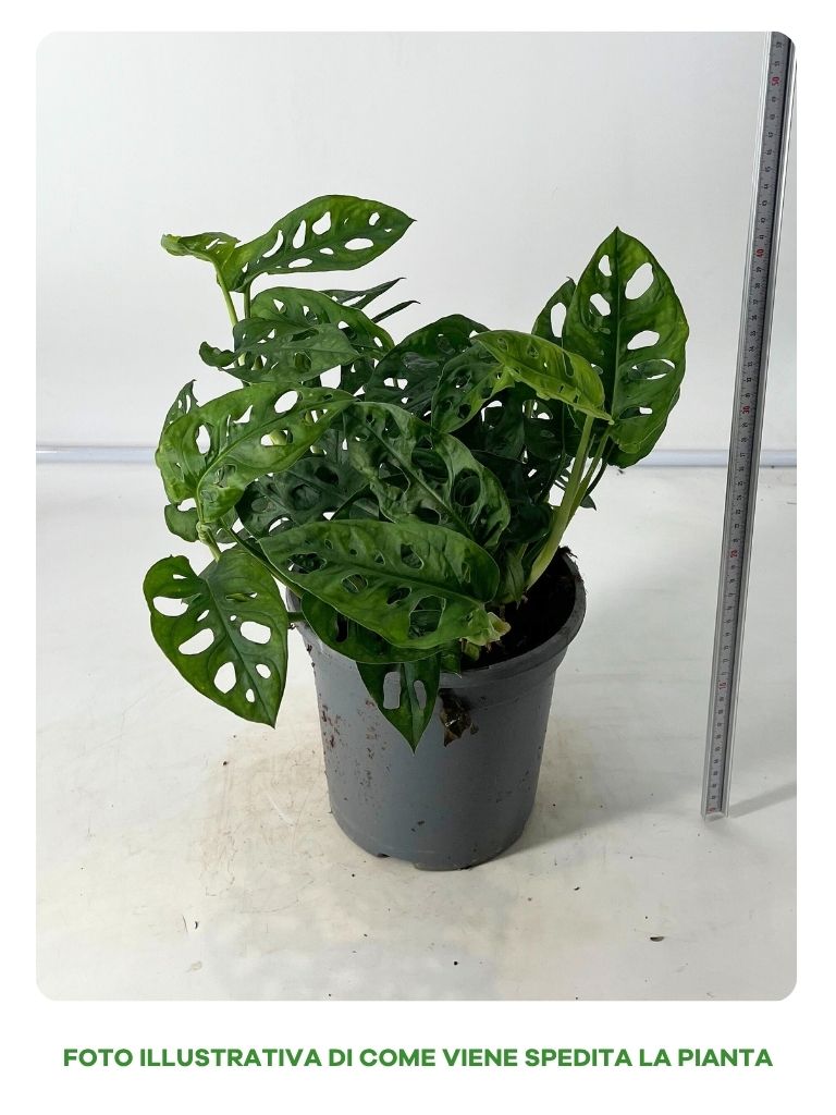 MONSTERA ADANSONII IN VASO DA 20CM