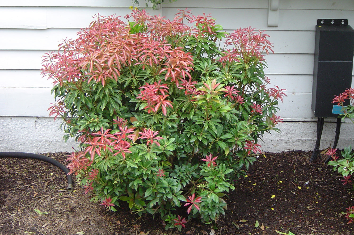 PIERIS JAPONICA MOUNTAIN FIRE VASO 24CM