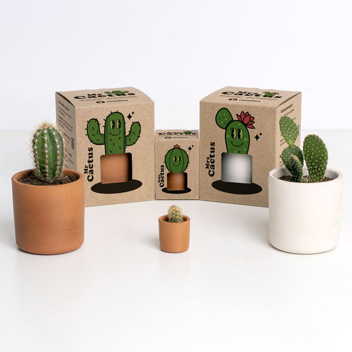 MRS CACTUS 8,5X10,7X8,5CM
