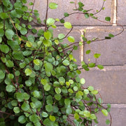 MUEHLENBECKIA AXILLARIS COMPLEXA IN VASO 9CM