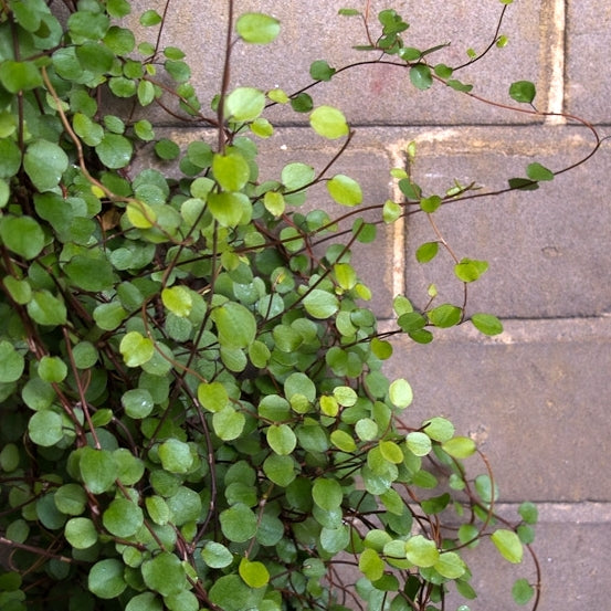 MUEHLENBECKIA COMPLEXA IN VASO 13CM