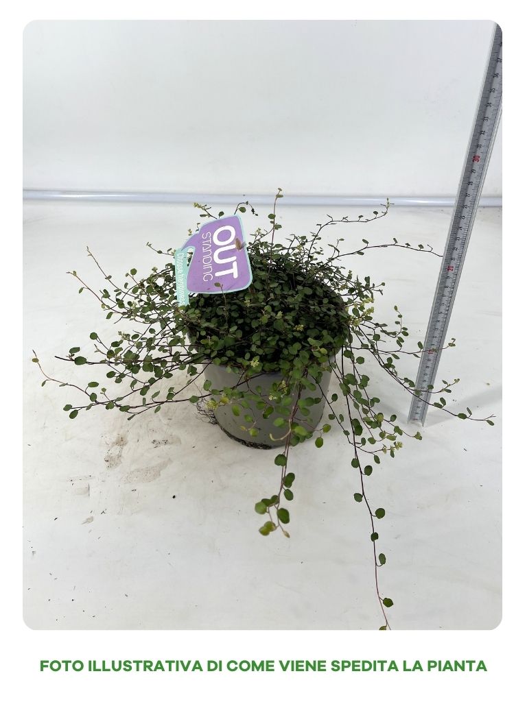 MUEHLENBECKIA IN VASO DA 17CM